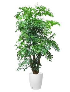 北仑花木出租，让绿植轻松扮靓你的每一寸空间